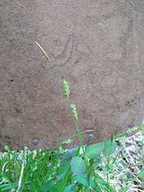 CarexGracilescens_ZachKron.jpg