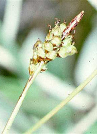 Carex_concinna.jpg