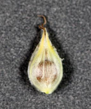 Carex_merritt_fernaldii.jpg