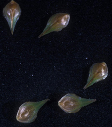 Carex_suberecta.jpg