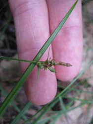Carex_torreyi_rpo2_2010.jpg