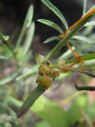 Cuscuta_pentagona_rpo2_2010.jpg