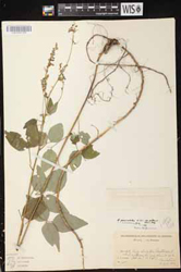 Desmodium_perplexum.jpg