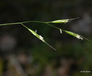 Festuca_occidentalis_1.jpg