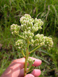 KMSF_SU_Scuppernong_Prairie_009.jpg