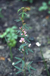 Lespedeza_Virginica2_Suzan.jpg