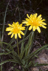 Prairie False-dandelion (Nothocalais cuspidata)