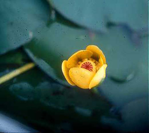 Nuphar_microphylla.jpg