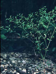 Paronychia_canadensis.jpg