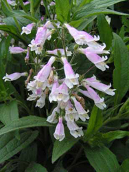 Penstemon_hirsutus-Suzan.jpg