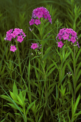 Photo_Meyer_Phlox_glabberima1.jpg