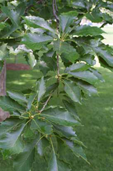 Quercus_muehlenbergii2.jpg