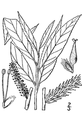Salix_sericea.jpg