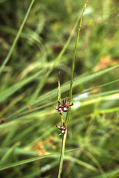 Scleria_verticillata-Suzan.jpg