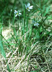 Sisyrinchium_albidum.jpg