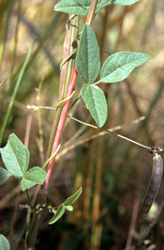 Stro_leio_001.jpg