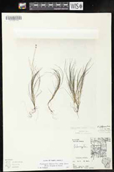 StuckeniaFiliformisSspAlpinus.jpg