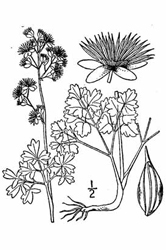 Thalictrum_venulosum.jpg