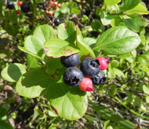 Vaccinium_pallidum_SC.jpg