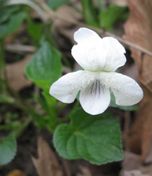 Viol_stri_001_MB.jpg