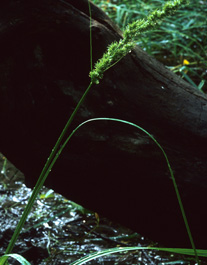 care_crus_003.jpg