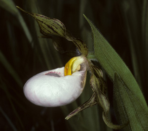 cypr_cand_meyer_001.jpg