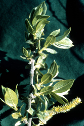 sali_cord_001.jpg