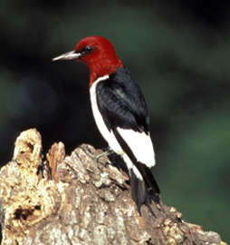 Red-headed_Woodpecker.jpg