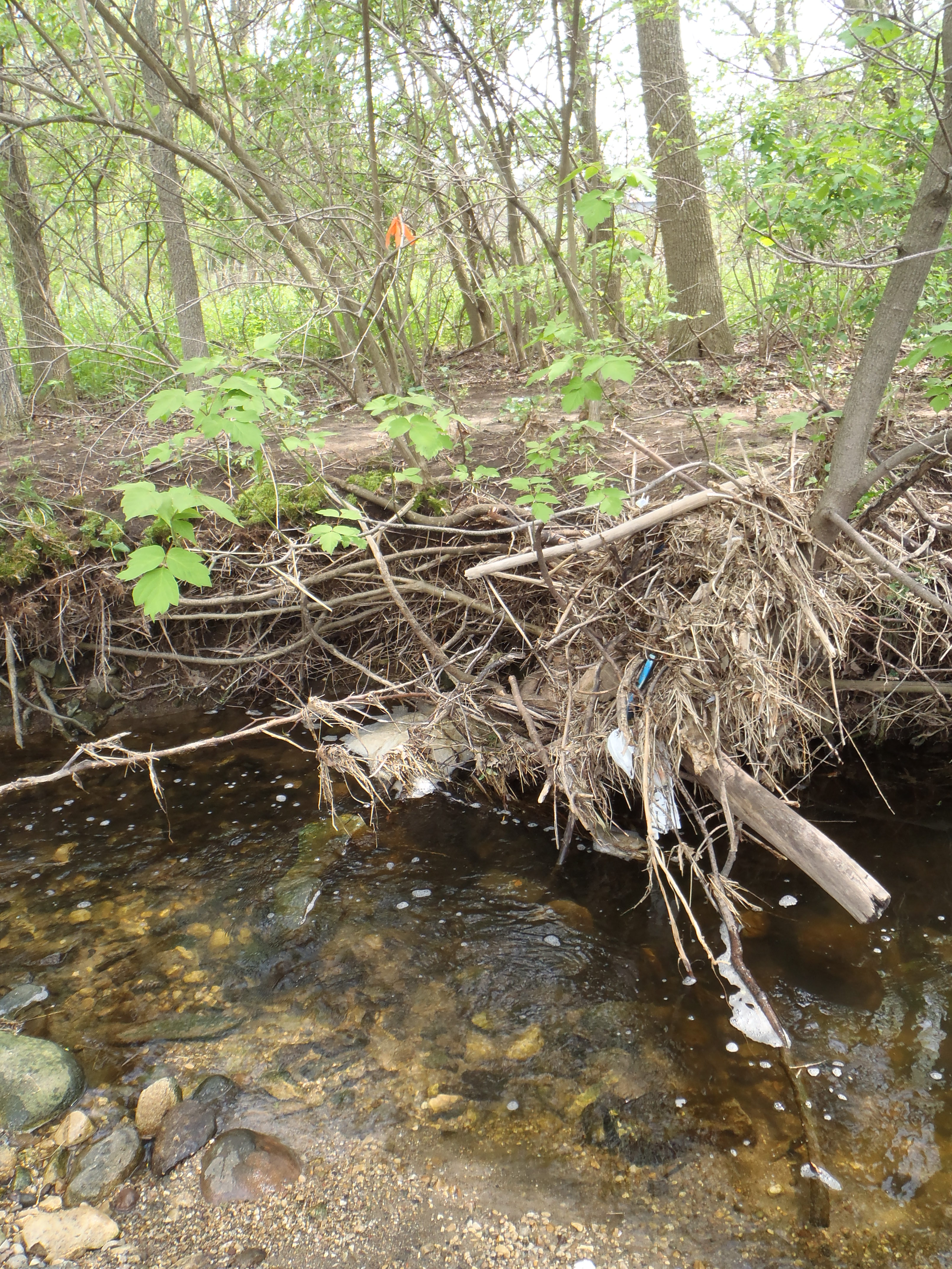 Perennial Stream C (Pb018), Upper Fox River - Illinois Watershed (FX07)