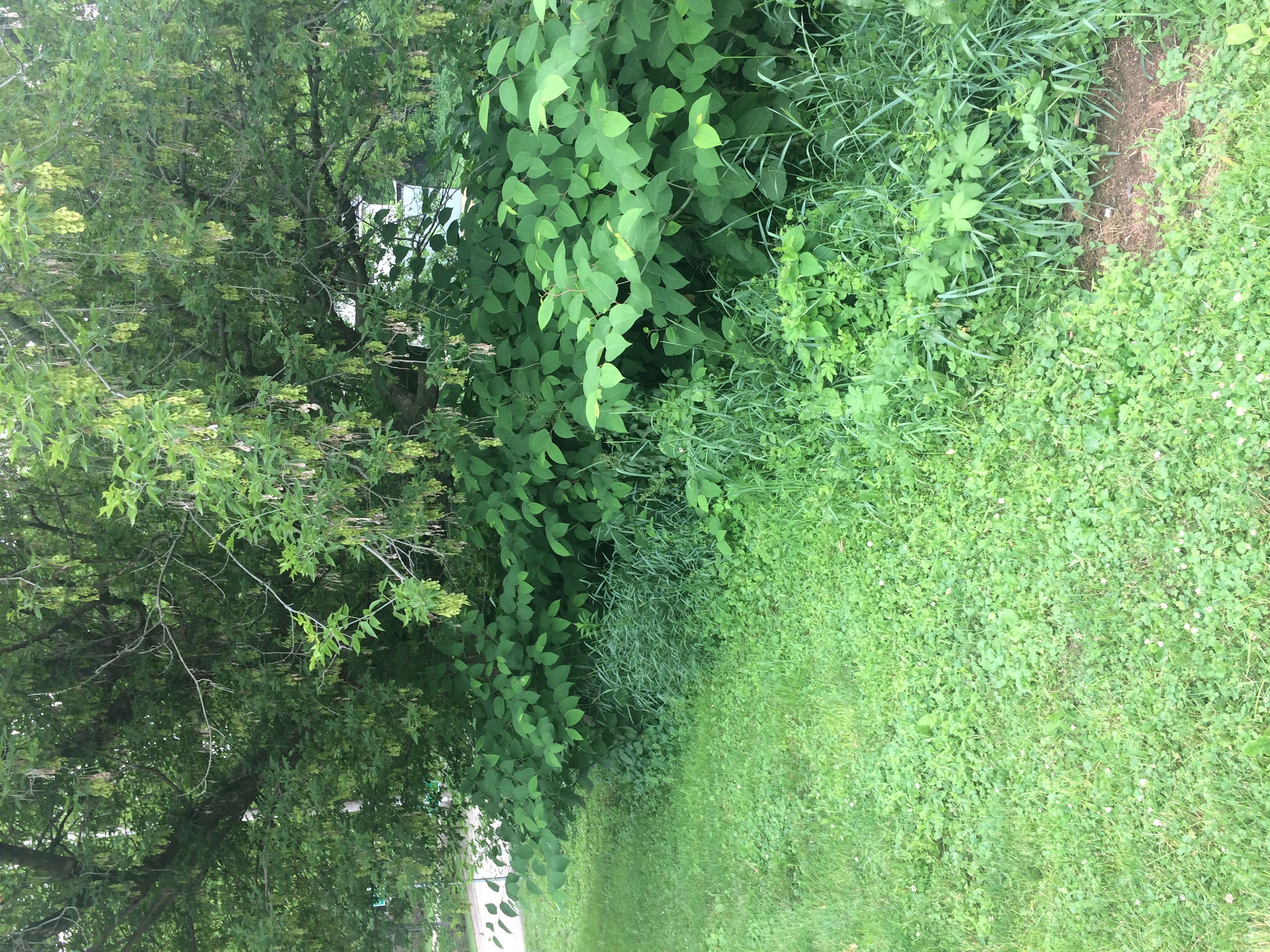 Pecatonica River, Mineral Point and Sudan Branches,Upper West Branch Pecatonica River Watershed (SP09)
