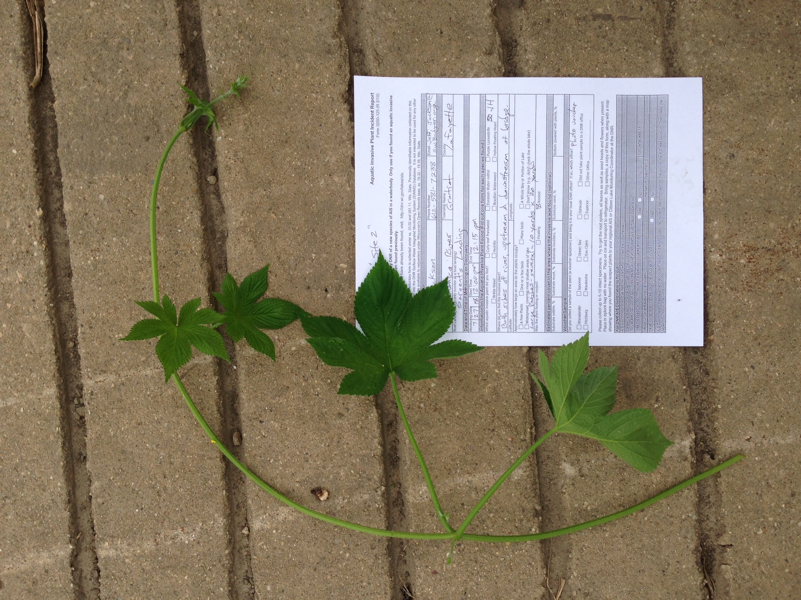 Pecatonica River, Mineral Point and Sudan Branches,Middle Pecatonica River Watershed (SP08)