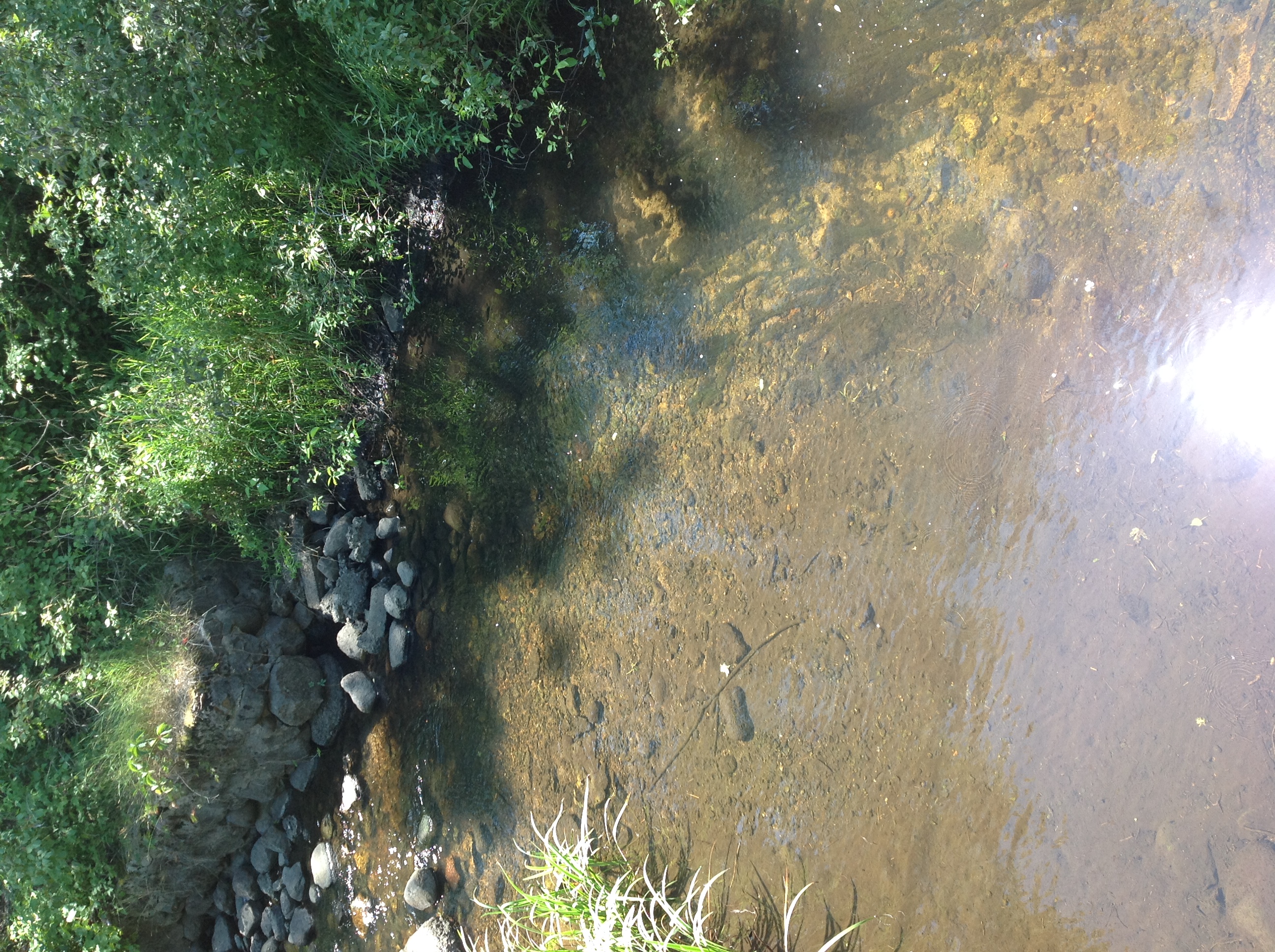 Spielgelburg Creek, Lower Little Wolf River Watershed (WR06)