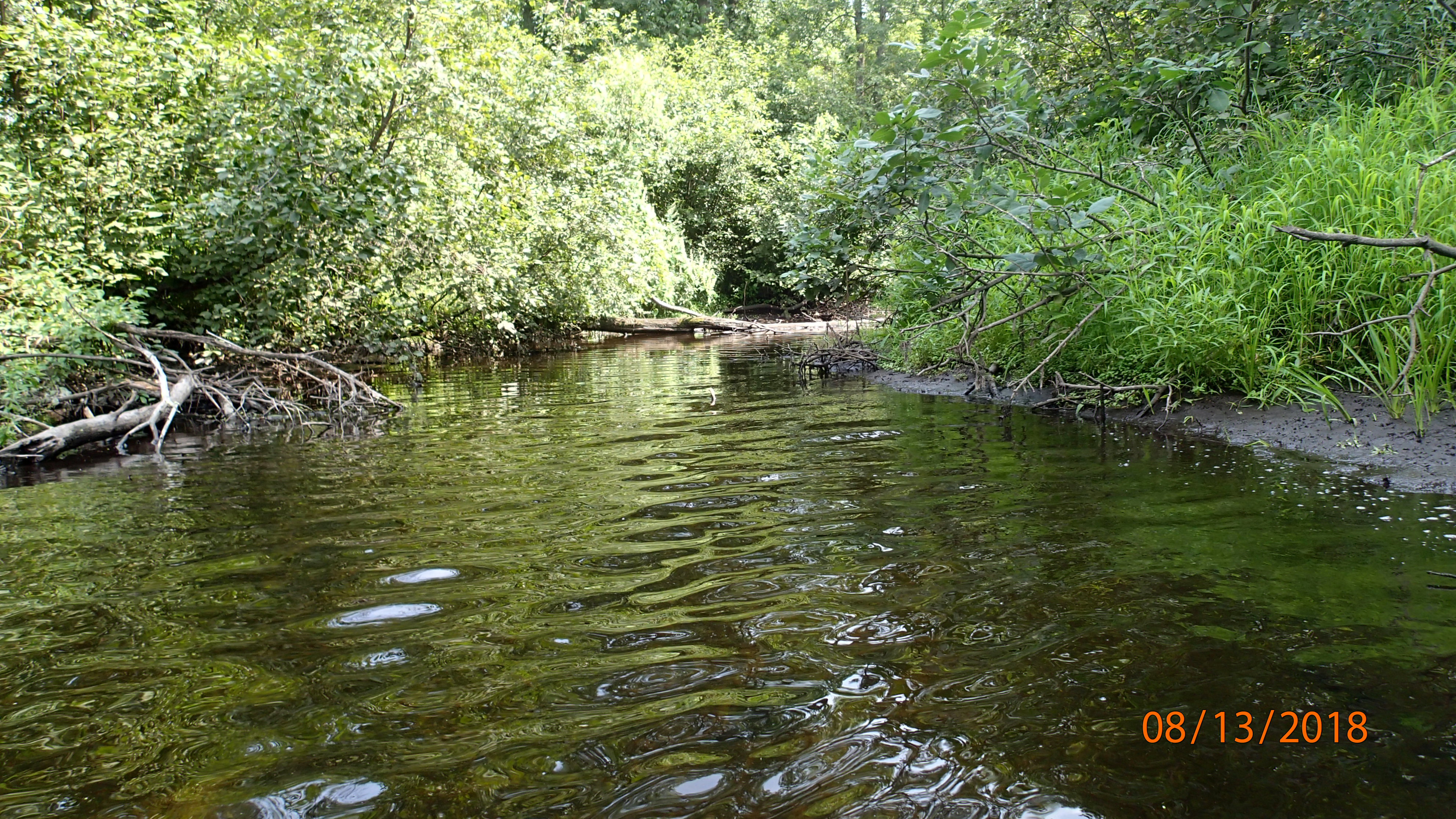 Daly Creek, Little River Watershed (GB04)