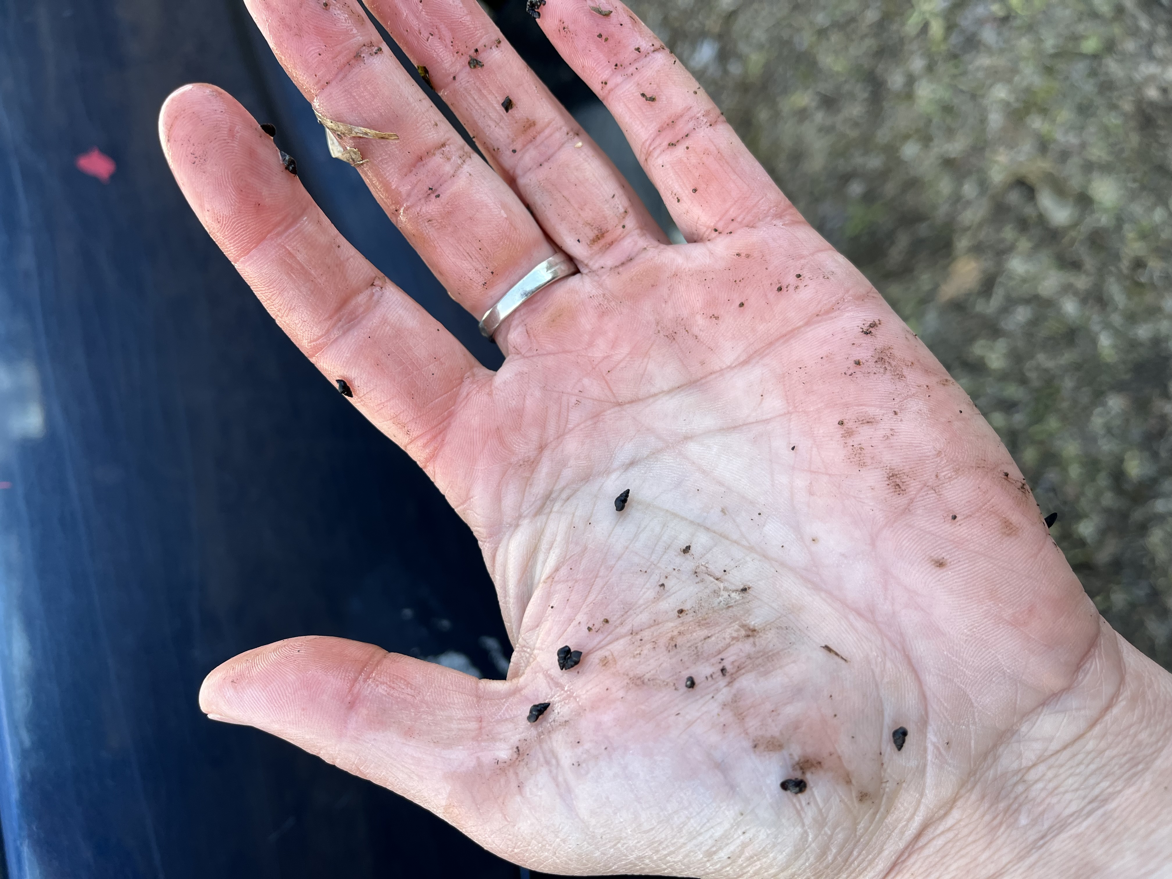 Trib to Lodi Creek (Bohlman Br), Lake Wisconsin Watershed (LW19)