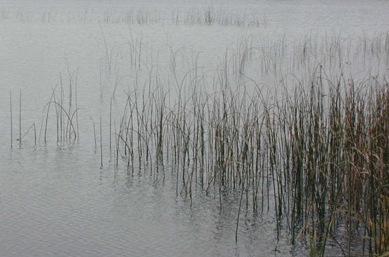 Adams Lake, Waupaca River Watershed (WR05)